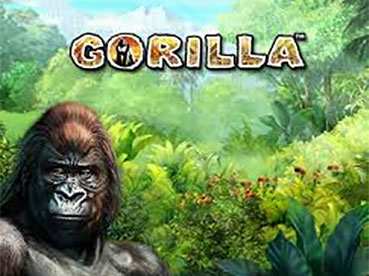 Gorilla